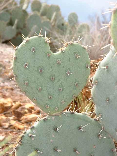 Heart shaped cactus...