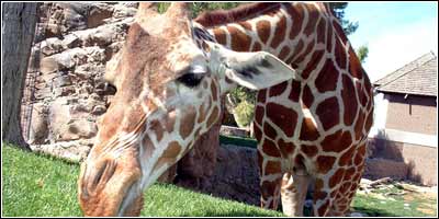 giraffe at the zoo...