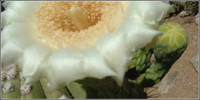 Saguaro cactus bloom...