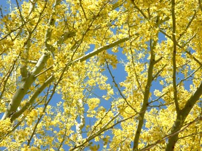 Blue+Yellow=Green