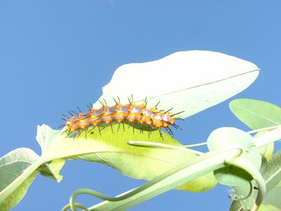Caterpillar