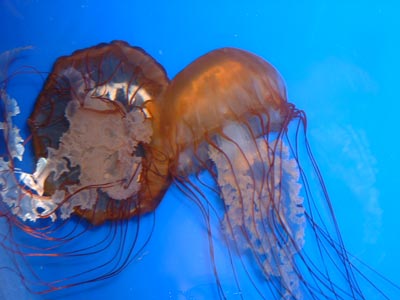 Jellyfish