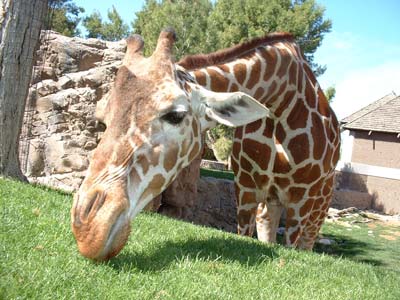 Giraffe 1