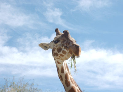 Giraffe 2