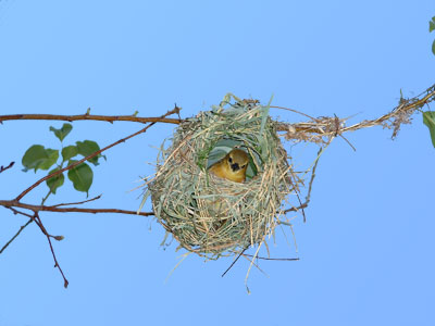 Nest